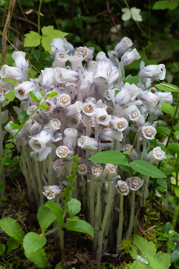 ghost pipe  Geotagged,Ghost Pipe,Monotropa uniflora,Summer,United States