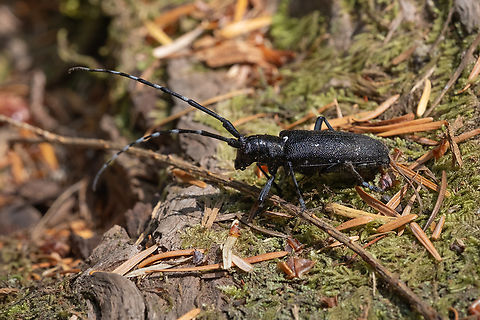 white spotted Sawyer  Geotagged,Monochamus scutellatus,Summer,United States,White-spotted sawyer