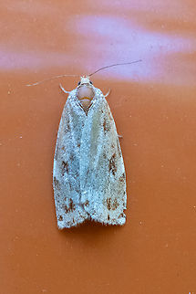 leafroller moth rather abundant... many on our tent and even in our car..  Geotagged,Summer,United States
