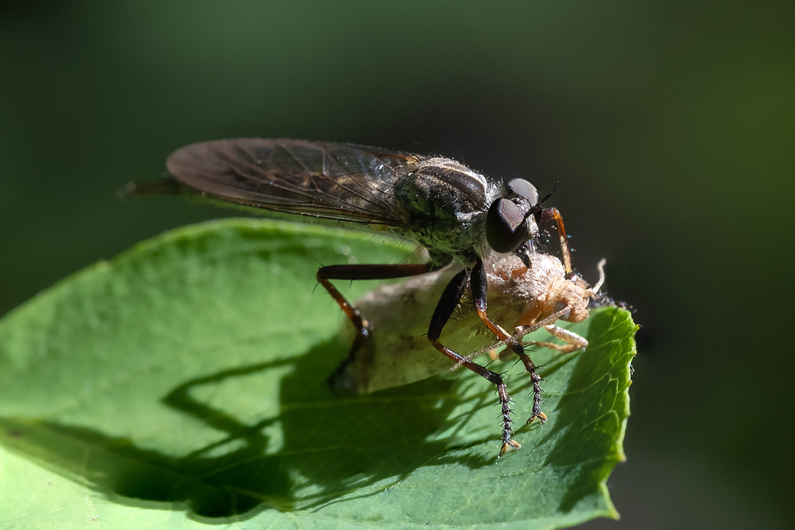 robber fly with prey yes.. it&#039;s another one of those moths Geotagged,Summer,United States