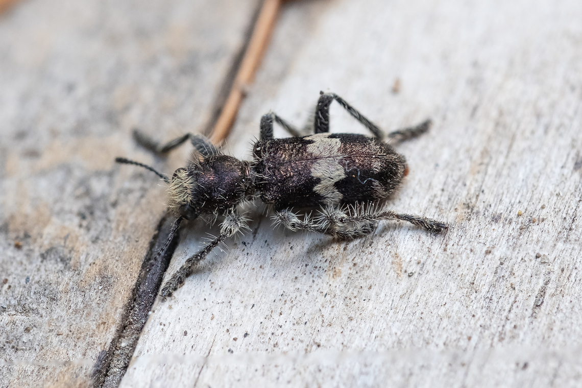 red bellied checker beetle  Enoclerus sphegeus,Geotagged,Summer,United States