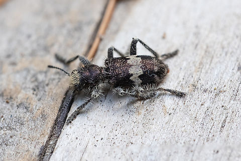 red bellied checker beetle  Enoclerus sphegeus,Geotagged,Summer,United States