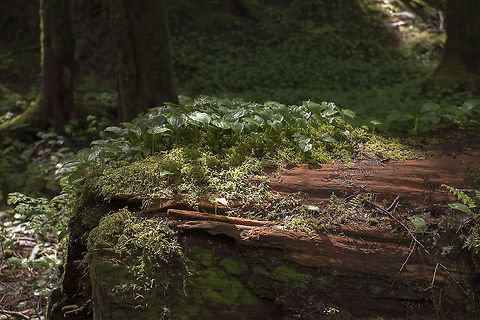 False lily of the valley  Geotagged,Maianthemum dilatatum,United States