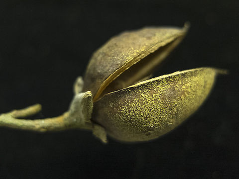 Empress tree seed pod  Empress tree,Geotagged,Paulownia tomentosa,United States