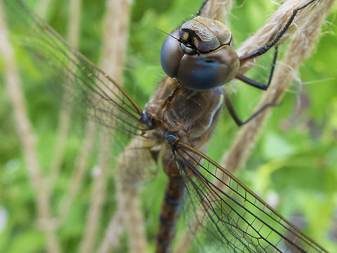 Blue-eyed Darner found in my garden Aeshna multicolor,Blue-eyed Darner,Geotagged,United States,dragonfly