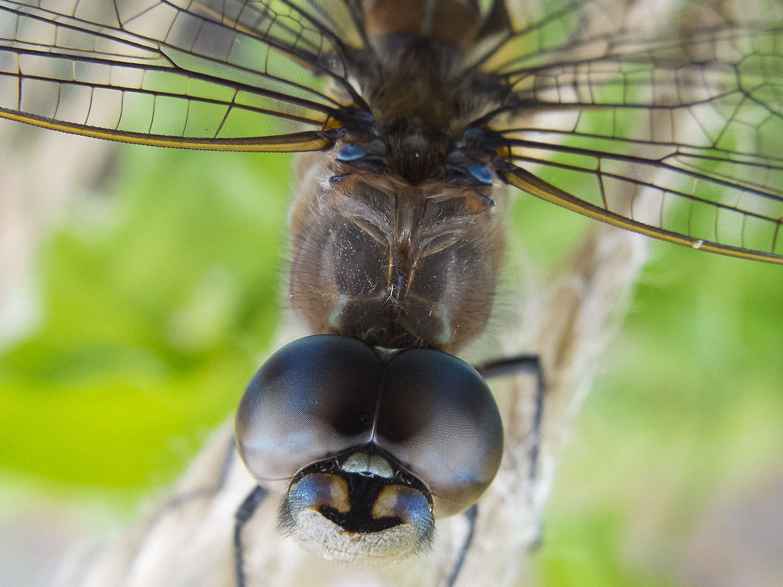 Blue-eyed Darner found in my garden Aeshna multicolor,Blue-eyed Darner,Dragon Fly,Geotagged,United States
