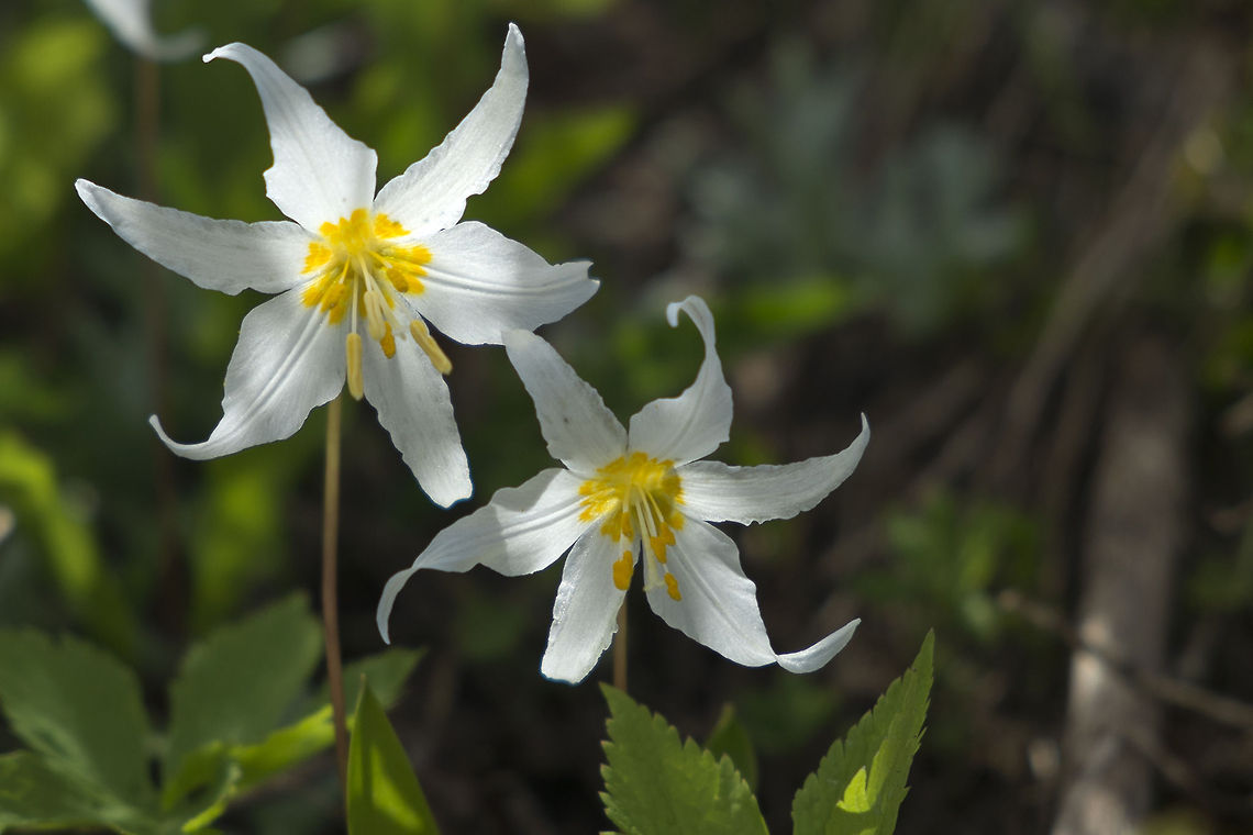 Avalanche lilies in the Mt. Saint Helens National Volcanic Monument Avalanche lilies blooming in June Erythronium montanum,Geotagged,United States,white avalanche lily