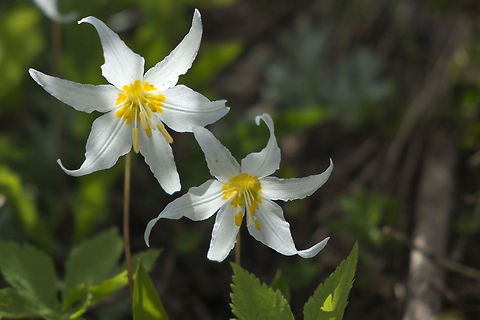 Avalanche lilies in the Mt. Saint Helens National Volcanic Monument Avalanche lilies blooming in June Erythronium montanum,Geotagged,United States,white avalanche lily