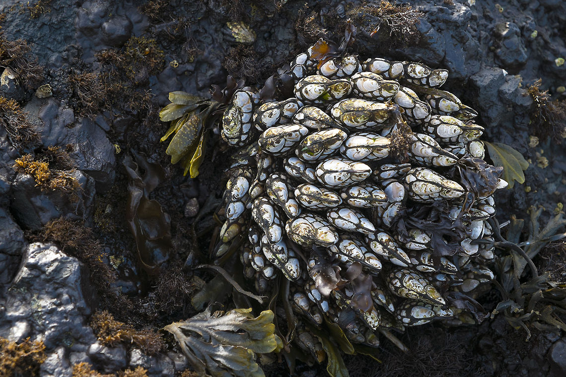 Goose Barnacles in the Salt Creek Park tide pools  Geotagged,Pollicipes polymerus,United States,barnacle,goose barnacle,tide pool