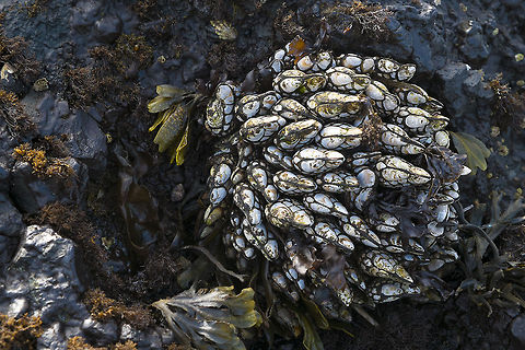 Goose Barnacles in the Salt Creek Park tide pools  Geotagged,Pollicipes polymerus,United States,barnacle,goose barnacle,tide pool