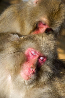 Japanese Macaques Japanese Macaques at the Iwatayama Monkey Park. Grooming is an important part of monkey social life. These monkeys are technically wild. The troop roams the mountain freely, but you may feed them by entering a special building. Outside of the building you can wander freely amongst the monkeys. You must however be aware, they are definitely not tame and they view a camera lens as a very large eye. Point directly at them for too long and  they become unhappy. Geotagged,Japan,Japanese macaque,Macaca fuscata