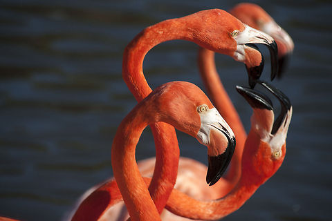Flamingos American Flamingos feeding American Flamingo,Geotagged,Phoenicopterus ruber,United States