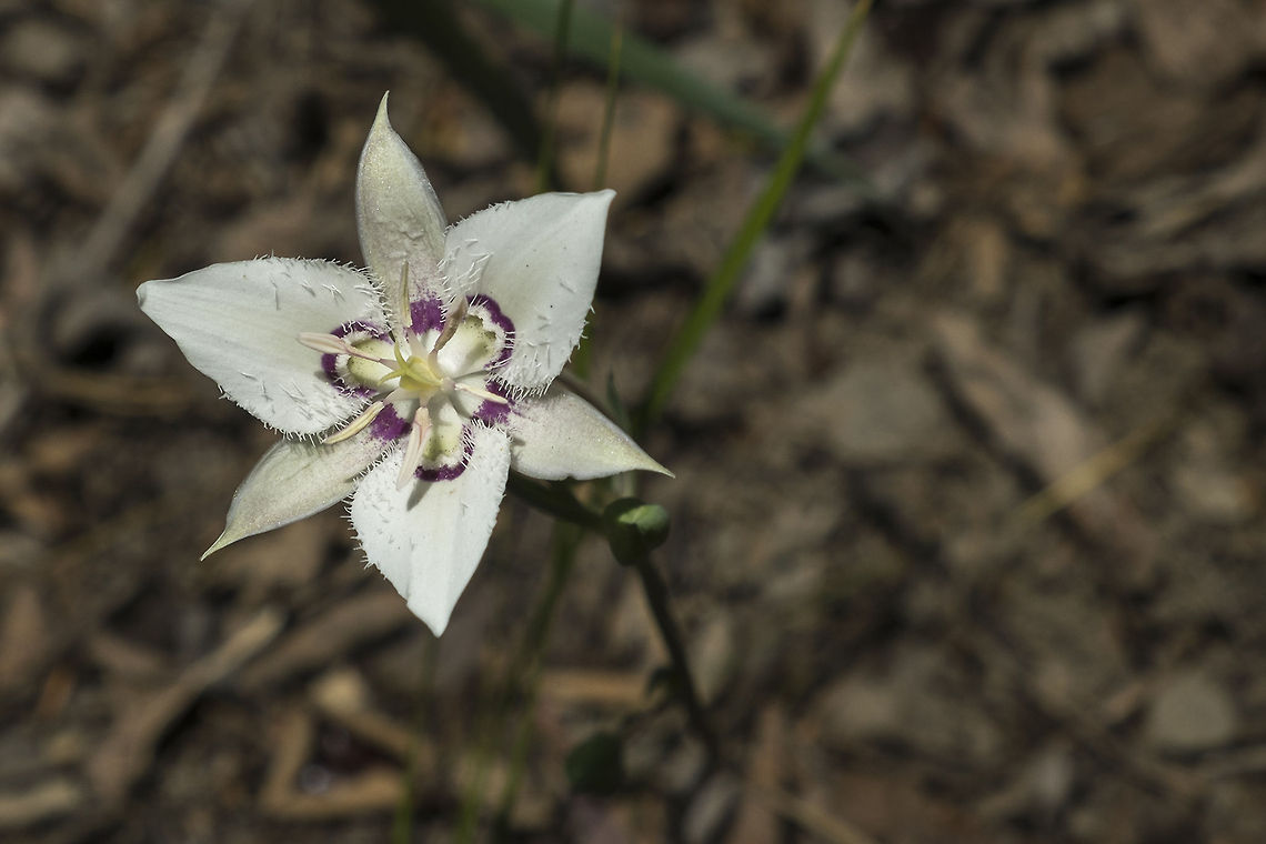 Lyall's Mariposa Lily Calochortus Lyallii, aka Lyall&#039;s Mariposa Lily, aka Lyall&#039;s Star Tulip found on the Ingall&#039;s Creek trail, near Blewett Pass, Washington, USA Blewett Pass,Calochortus Lyallii,Calochortus lyallii,Geotagged,Lyall's Mariposa Lily,Lyall's Star Tulip,United States,Washington state,flower