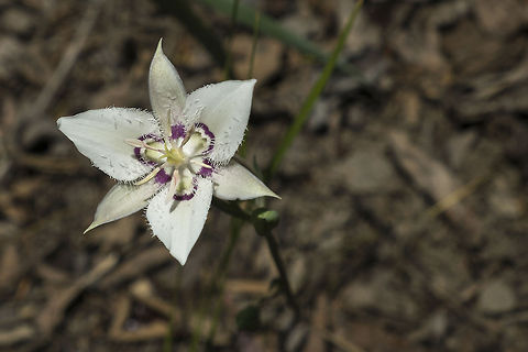 Lyall's Mariposa Lily Calochortus Lyallii, aka Lyall's Mariposa Lily, aka Lyall's Star Tulip found on the Ingall's Creek trail, near Blewett Pass, Washington, USA Blewett Pass,Calochortus Lyallii,Calochortus lyallii,Geotagged,Lyall's Mariposa Lily,Lyall's Star Tulip,United States,Washington state,flower