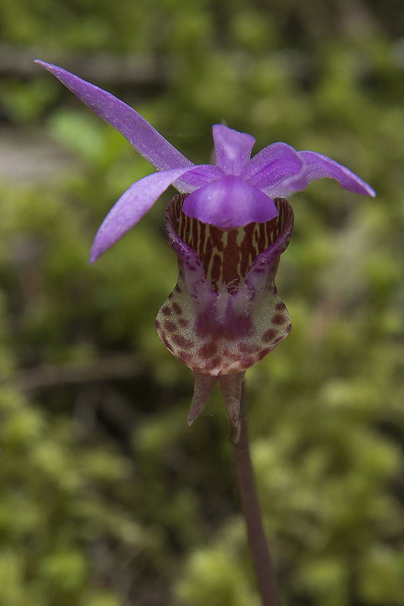 Western Fairy Slipper This is the occidentalis variation of the Fairy Slipper - aka Western Fairy Slipper. The main difference between this one and the americana variation is the color of the beard, which is white rather than yellow. Calypso bulbosa,Calypso bulbosa var. occidentalis,Calypso orchidfairy slipper,Geotagged,Spring,United States,Venuss slipper