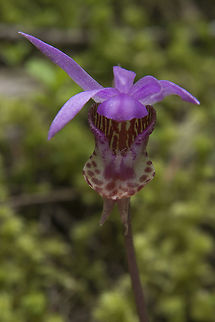 Western Fairy Slipper This is the occidentalis variation of the Fairy Slipper - aka Western Fairy Slipper. The main difference between this one and the americana variation is the color of the beard, which is white rather than yellow. Calypso bulbosa,Calypso bulbosa var. occidentalis,Calypso orchidfairy slipper,Geotagged,Spring,United States,Venuss slipper