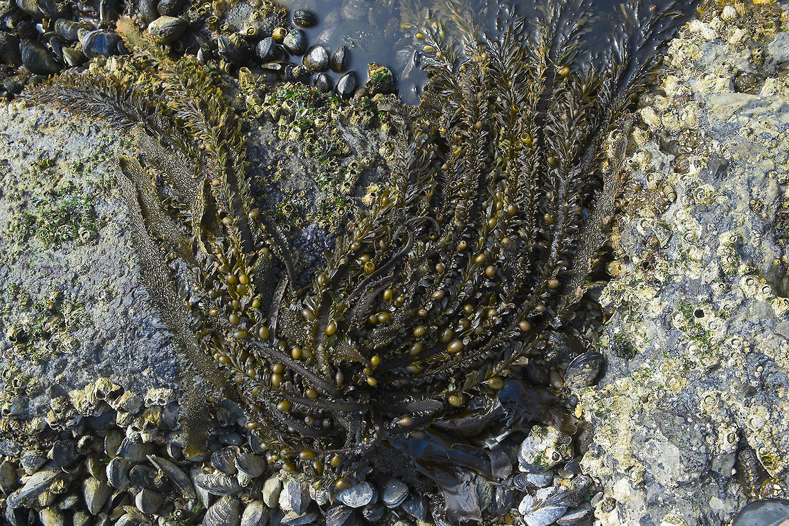 Feather boa kelp Feather boa kelp growing in the tidal pools in Salt Creek Park near Port Angeles, Washington  Egregia menziesii,Geotagged,United States,Washington state,feather boa kelp,kelp,seaweed,tide pool