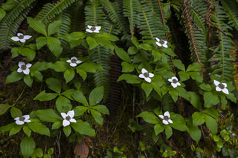 Dwarf Dogwood Dwarf dogwood with a backdrop of deer ferns, found trailside W. Fork Foss River trail, Washington Cornus canadensis,Foss River,Geotagged,United States,Washington state,dwarf dogwood,ferns,flower,ground cover