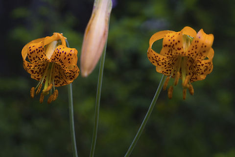 Wild Tiger Lilies Wild Tiger (aka Columbia) Lilies found on the lower sections of the Stafford and Standup Creek trails, Wenatchee National Forest near Cle Elum, Washington. Compared to the Tiger Lilly usually found in gardens, though they are technically the same species, these are very small. These blossoms were probably around 2 inches in diameter. Columbia Lily,Geotagged,Lilium columbianum,United States