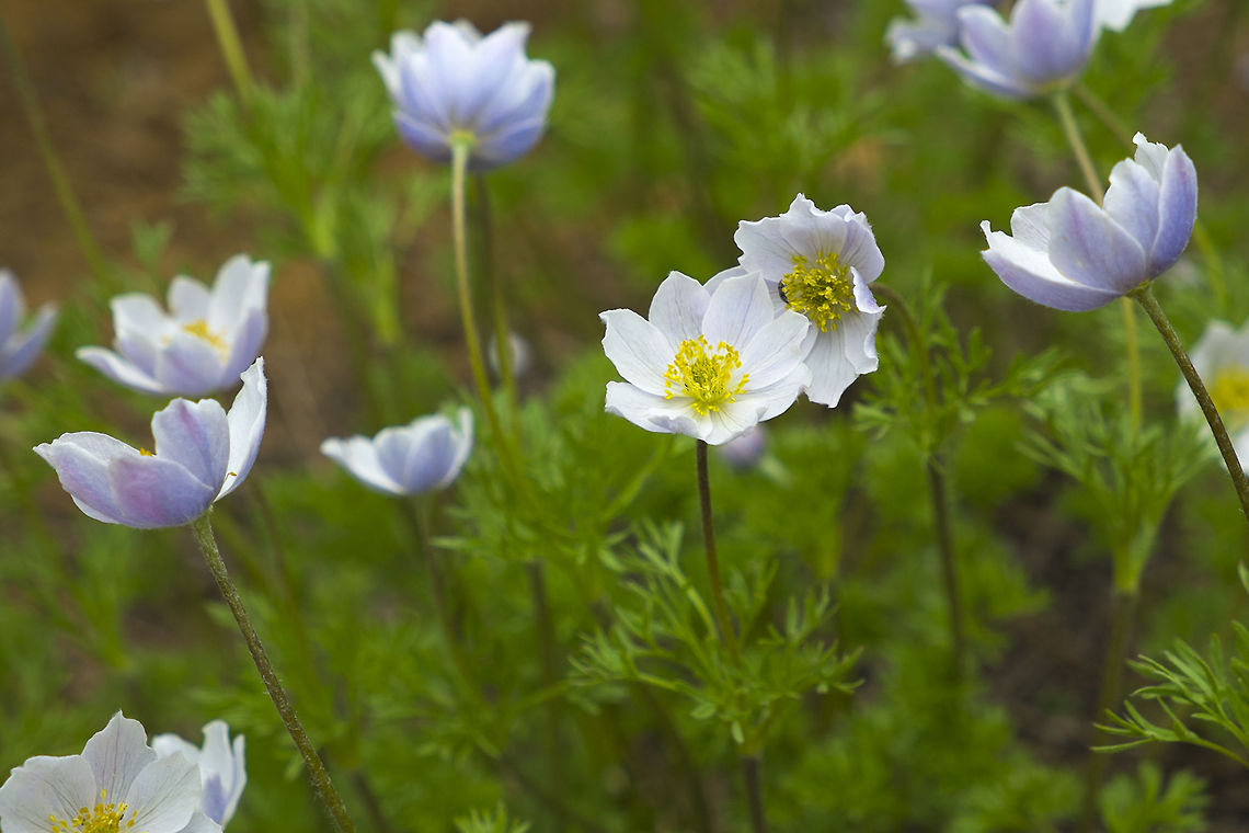 Western Pasque Flower Alpine flowers found at around 5000 feet in elevation, Wenatchee National Forest, Washington State Anemone occidentalis,Washington State,Wenatchee National Forest,Western Pasque Flower,alpine,flower