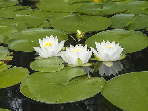 Fragrant white water lily on Lake Sammamish Fragrant white water lily - though lovely they are considered to be an invasive species on Washington's lakes. Geotagged,Invasive species,Nymphaea odorata,United States