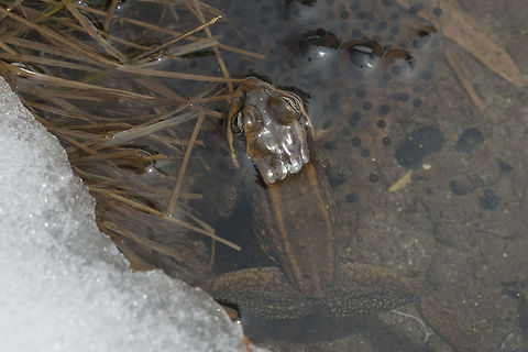 Cascades frog and frog eggs These little guys are another species only found in a small area of the Pacific NW. They live between around 2,000 and 8,000 feet in the Cascade and Olympic Mountains of Washington, Oregon and California. Due to climate change and a shrinking habitat, they are a candidate for listing as an endangered species, but in Washington populations are said to be stable. These particular frogs were probably just getting out of hibernation and mating season was in full swing. Indeed that is snow. they were coming out to the open part of the pool to mate and lay eggs, but most of the frogs were hiding under the ledge of snow at the edges of the small pond. Cascades frog,Geotagged,Rana cascadae,United States