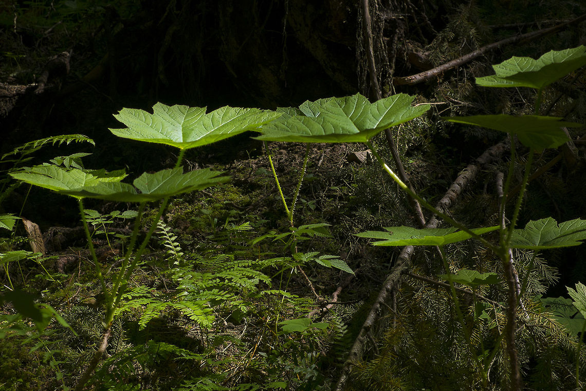 Devil's Club This plant is all over the place in Pacific Northwest forests. The stems are covered in many, many very fine little thorns. I can tell you from experience that if you accidentally grab one of these to stop yourself sliding you will very much regret it (and need tweezers) later on. They do however catch the forest sunlight rather beautifully. These plants are fairly immature and still relatively small. They can get much larger, with way more wicked spines than these young plants.<br />
<br />
Devil&#039;s club is related to Siberian ginseng and has been used medicinally by Alaskan and Pacific Northwest Native peoples. Devils club,Geotagged,Oplopanax horridus,United States
