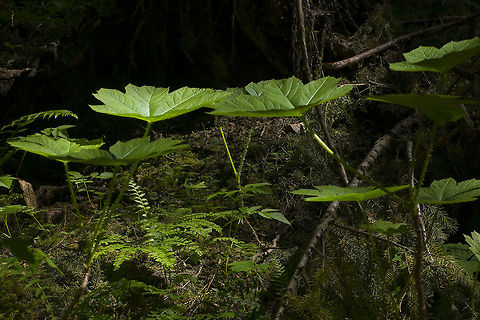 Devil's Club This plant is all over the place in Pacific Northwest forests. The stems are covered in many, many very fine little thorns. I can tell you from experience that if you accidentally grab one of these to stop yourself sliding you will very much regret it (and need tweezers) later on. They do however catch the forest sunlight rather beautifully. These plants are fairly immature and still relatively small. They can get much larger, with way more wicked spines than these young plants.

Devil's club is related to Siberian ginseng and has been used medicinally by Alaskan and Pacific Northwest Native peoples. Devils club,Geotagged,Oplopanax horridus,United States