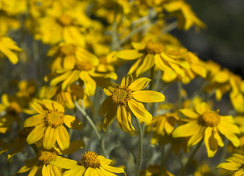 Common Woolly Sunflower