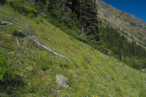 Upper Big Quilcene trail July wildflower meadow a little under 6,000 ft in the Olympic Mountains. Lots of different flowers here, Paintbrush, lupine, geraniums, yarrow etc. Mountains,meadow