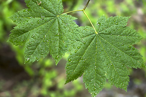 Vine Maple Very common native Pacific NW maple tree. Grows easily and is valued for being decorative, especially for it's fall foliage.  Acer circinatum,Geotagged,United States,acer circinatum