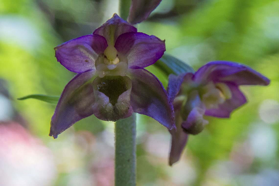 Broad-leaved Helleborine Not a native of Washington or even North America, this wildflower has been introduced, and is now fairly widespread. Broad-leaved Helleborine,Epipactis helleborine,Geotagged,United States