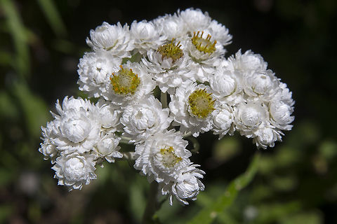 Pearly everlasting  Anaphalis margaritacea,Geotagged,United States,West pearly everlasting