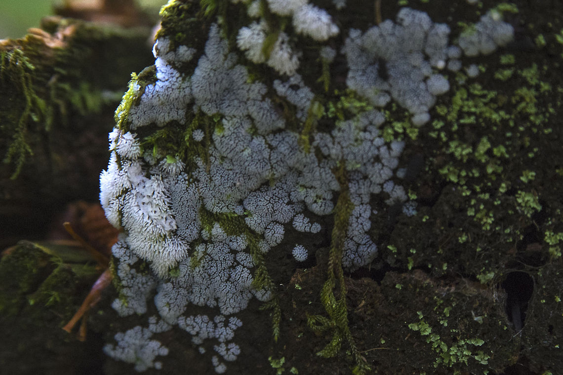 White slime mold Ceratiomyxa fruticulosa - not quite a plant, not quite an animal&hellip; slime molds have recently been removed from the classification of fungi. Science appears to still be deciding exactly where they belong. Ceratiomyxa fruticulosa,Geotagged,United States,slime mold