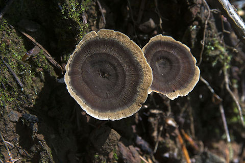 fungi Wow.. fugi can be hard to identify. I'm not sure if this is Coltricia, Hydnellum, Phellodon&hellip; any mushroom experts out there? Coltricia perennis,Geotagged,United States,Washington State,fungi,mushroom