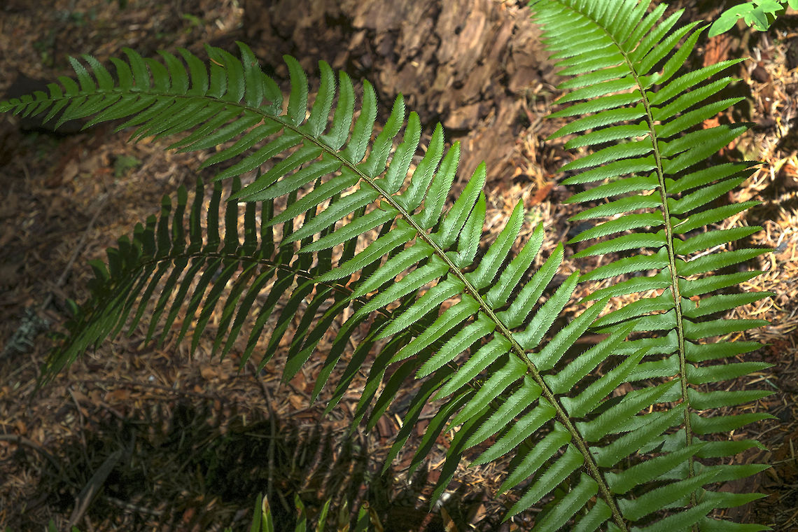 Western Sword Fern Very common Pacific NW fern, both the fiddleheads and the tubers are edible.  Geotagged,Polystichum munitum,United States,fern,western sword fern