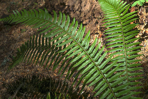 Western Sword Fern Very common Pacific NW fern, both the fiddleheads and the tubers are edible.  Geotagged,Polystichum munitum,United States,fern,western sword fern