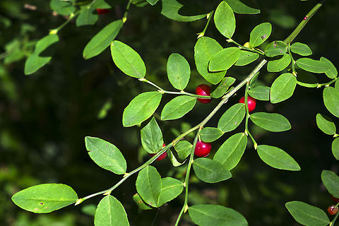 Red Huckleberry Edible berries! Now that I know I'll have to pick some next time. The unripe berries are an amazing pearly pink color. Where we were at, it was unlikely we'd see a bear, but if you pick these in bear territory, you may have some competition. Geotagged,United States,Vaccinium parvifolium