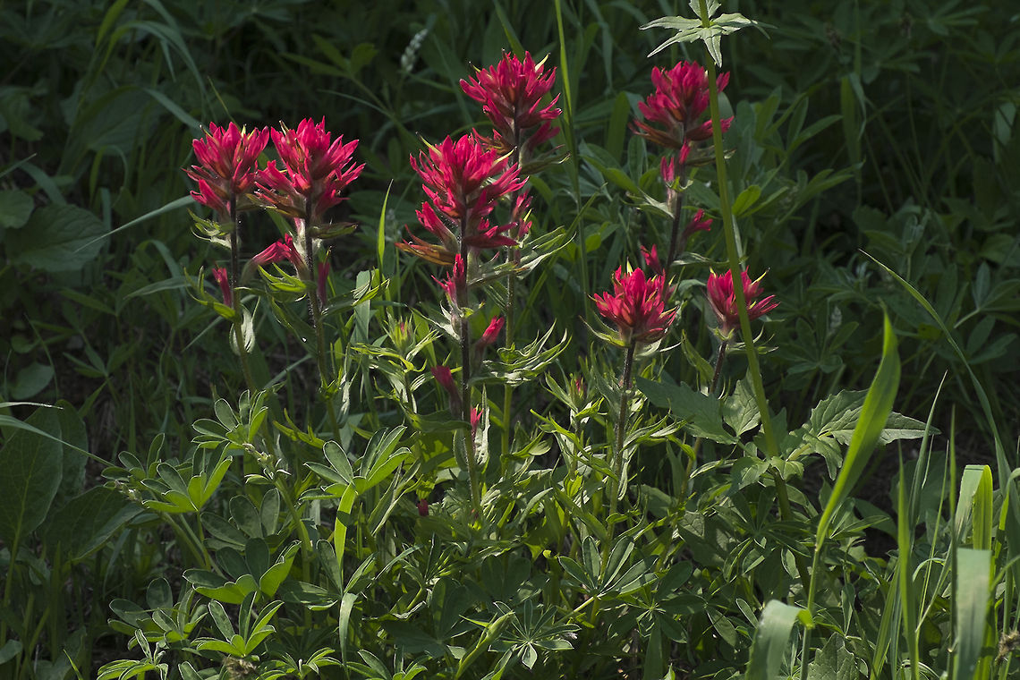 Magenta Paintbrush Subalpine meadow below Mt. Adams in the Cascades range.  Castilleja parviflora,Geotagged,United States