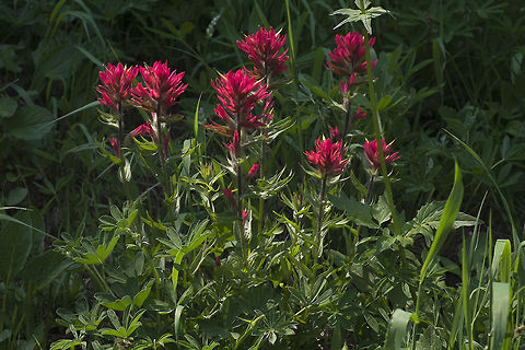 Magenta Paintbrush Subalpine meadow below Mt. Adams in the Cascades range.  Castilleja parviflora,Geotagged,United States