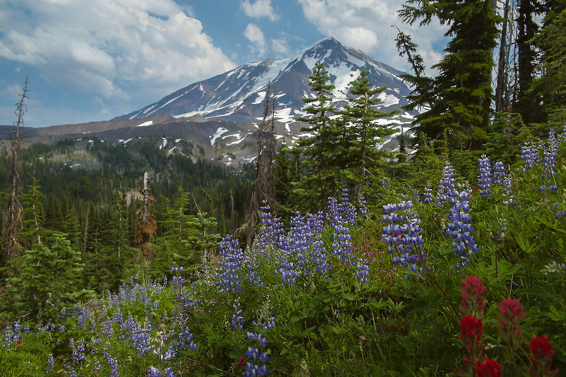 Mount Adams Wildflowers View from the Pacific Crest Trail. Bigleaf Lupine,Geotagged,Lupinus polyphyllus,United States