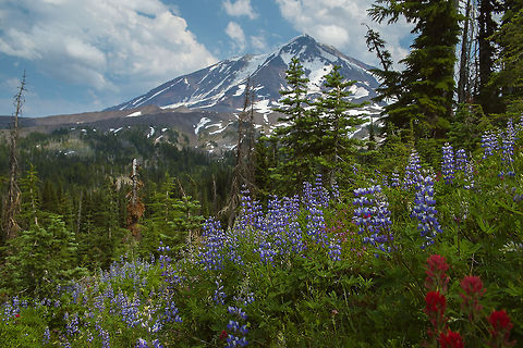 Mount Adams Wildflowers View from the Pacific Crest Trail. Bigleaf Lupine,Geotagged,Lupinus polyphyllus,United States