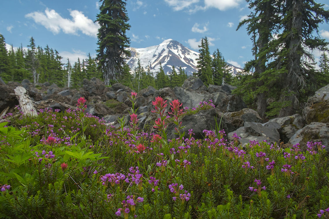 Pink mountain heather and Mount Adams. Pink mountain heather and magenta paintbrush Geotagged,Phyllodoce empetriformis,United States