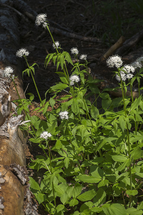 Sitka Valerian  Geotagged,United States,Valeriana sitchensis