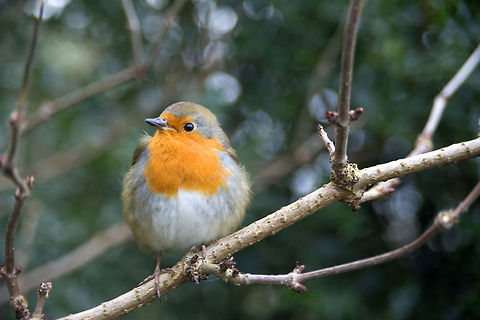 European Robin This is a few years old, but he's a cutie pie. Erithacus rubecula,European Robin,Geotagged,United Kingdom