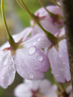 Rainy day cherry blossoms  Geotagged,Prunus &times; yedoensis,United States