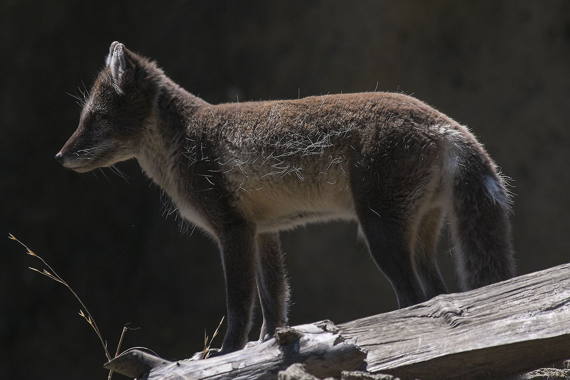 Arctic Fox summer coat Taken at the Point Defiance Zoo. Tacoma, WA Arctic fox,Geotagged,United States,Vulpes lagopus