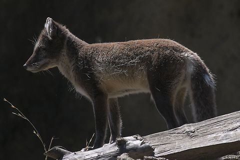 Arctic Fox summer coat Taken at the Point Defiance Zoo. Tacoma, WA Arctic fox,Geotagged,United States,Vulpes lagopus