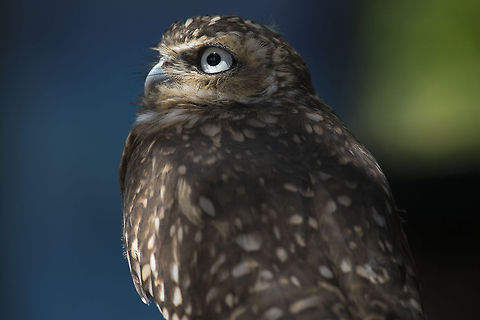 Burrowing Owl 3 month old burrowing owl. Photographed at Point Defiance Zoo. Tacoma, WA Athene cunicularia,Burrowing Owl,Geotagged,United States