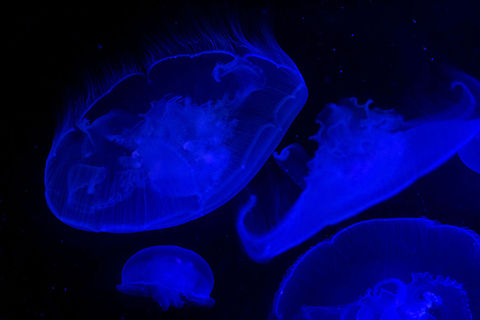 Moon Jellies under backlight Taken at Point Defiance Zoo. Tacoma, WA Aurelia aurita,Geotagged,Summer,United States